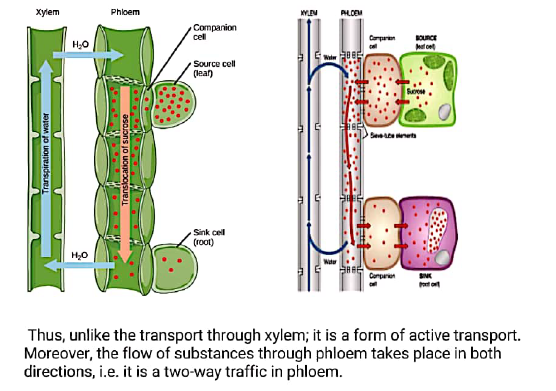 CBSE Class 10 Science Biology Transportation Assignment